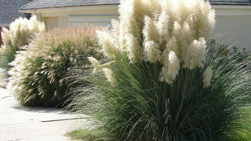 Trawy do nowoczesnego ogrodu – jakie wybierać, by zachwycały przez cały rok?