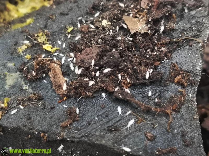 Chemiczne środki ochrony przed skoczogonkami