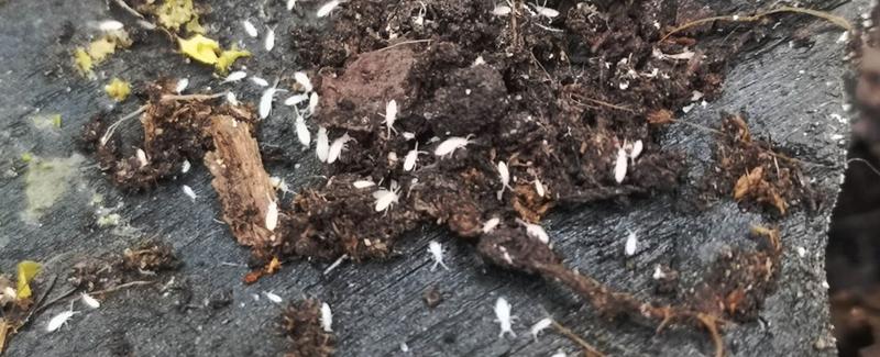 Rozpoznawanie skoczogonków