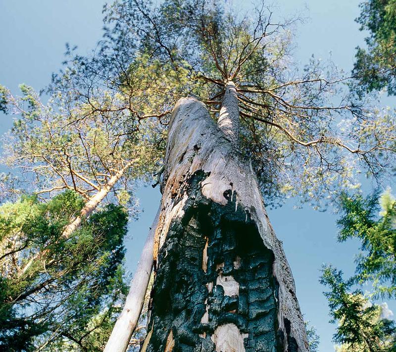 Ubezpieczenie a przewrócone drzewo