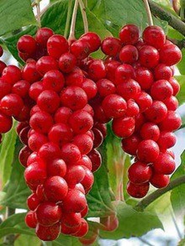 Egzotyczne owoce w ogrodzie