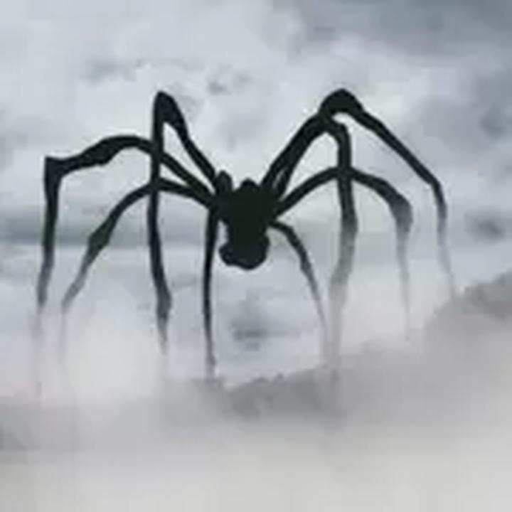 Ekologiczne sposoby na pająki