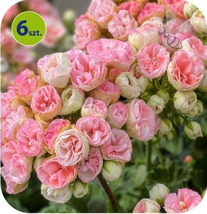 Metody przechowywania roślin