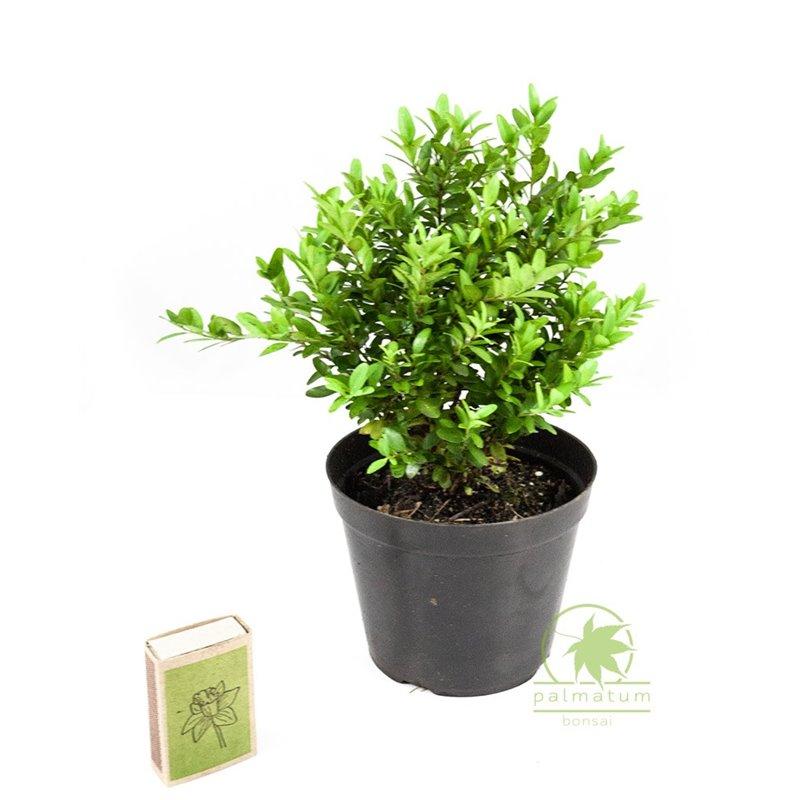 Narzędzia do rozmnażania bukszpanu