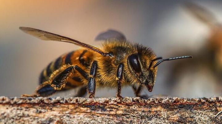 Naturalne odganianie pszczół