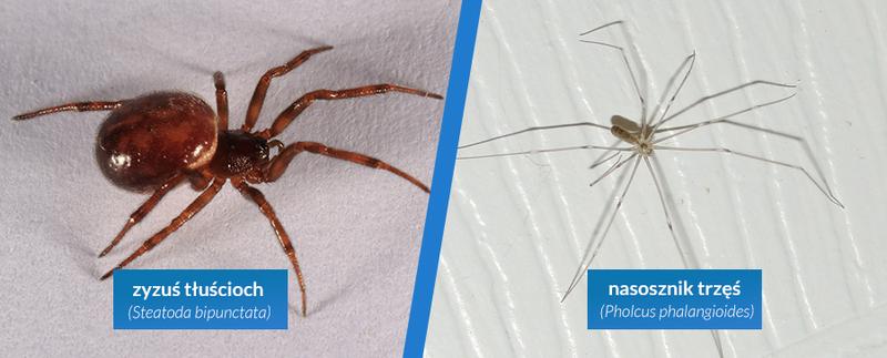 Naturalne odstraszanie pająków