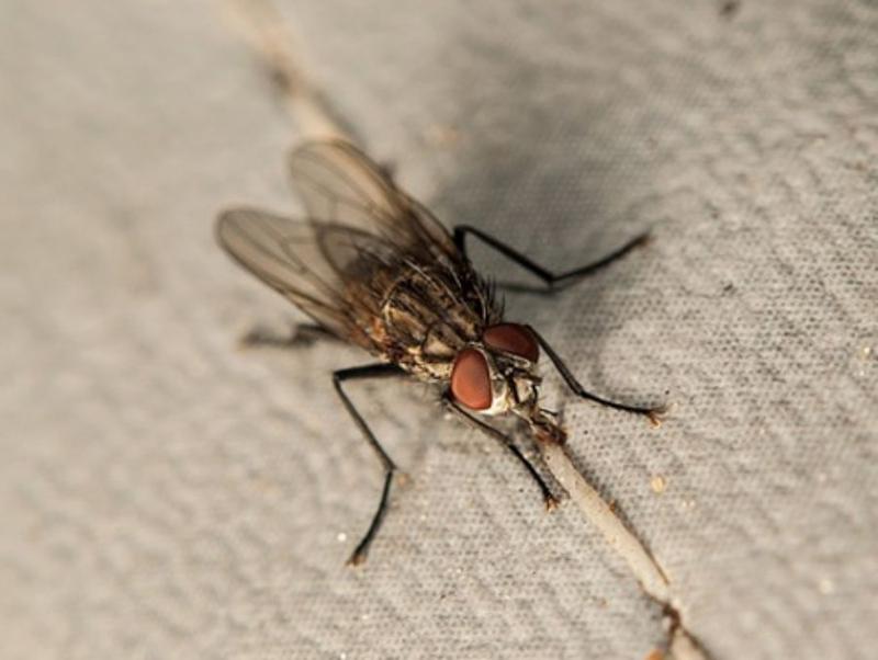 Naturalne sposoby na muchy