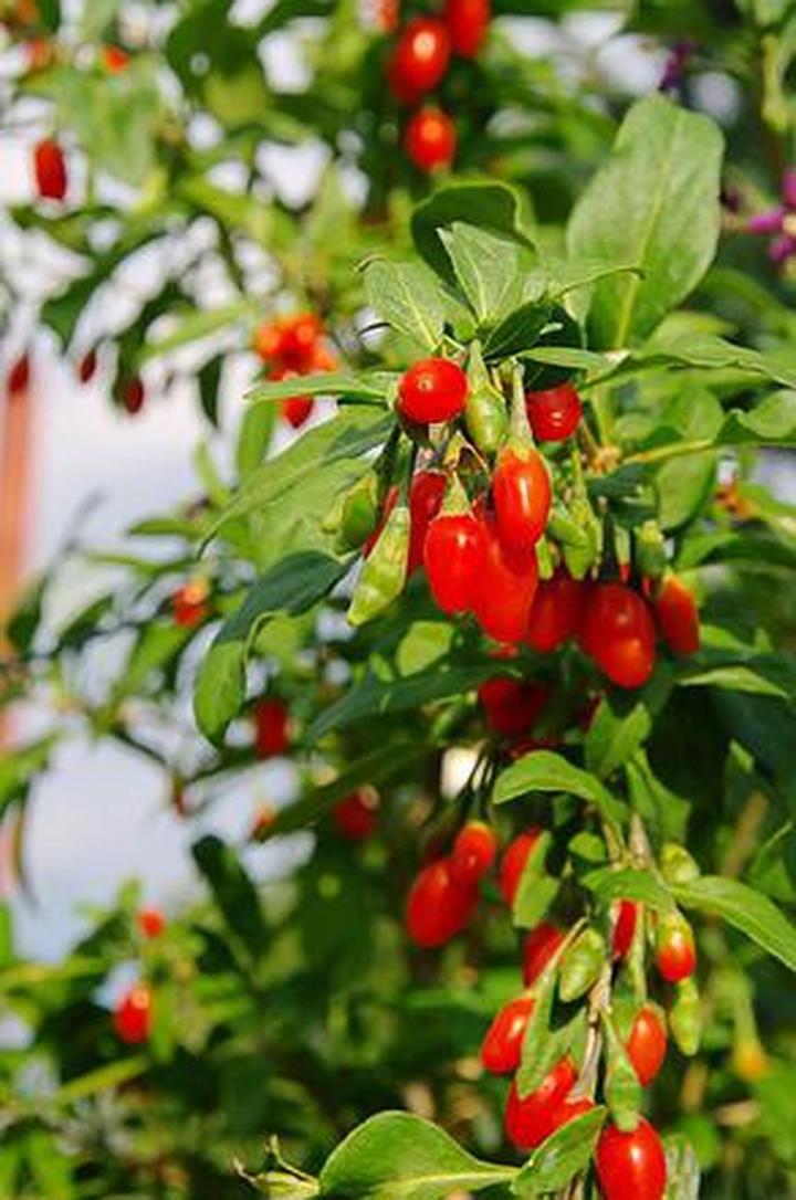 Pielęgnacja krzewów owocowych