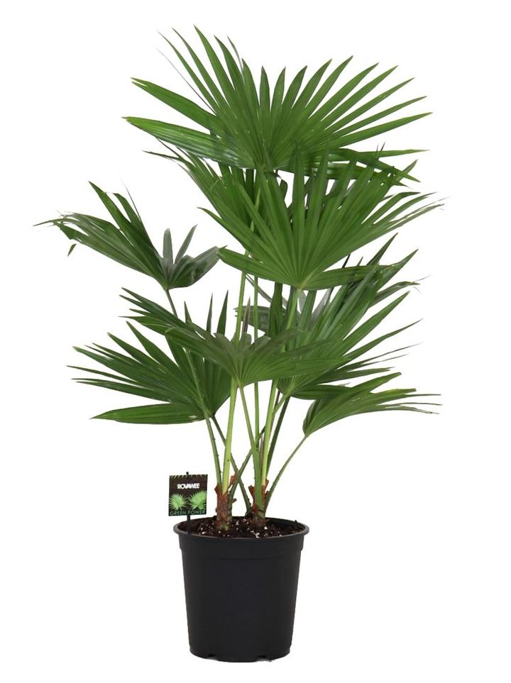 Pielęgnacja palmy liwistona