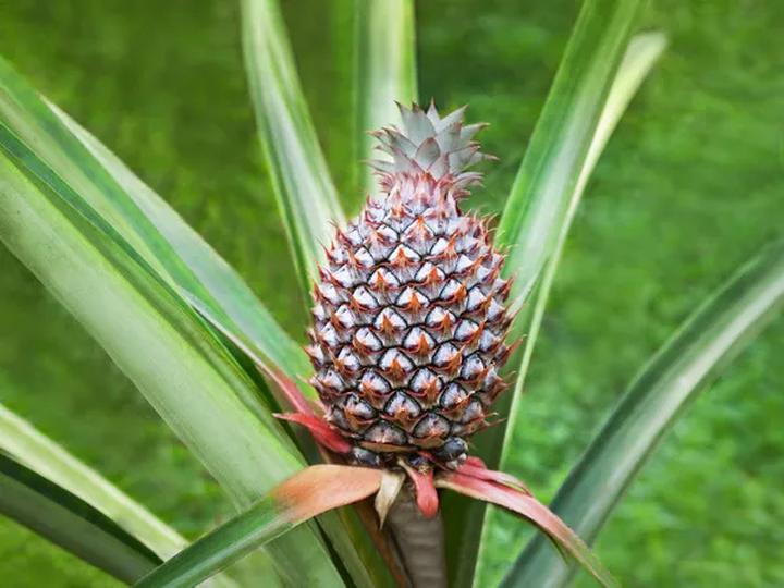 Przygotowanie gleby dla ananasa