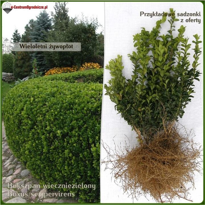 Rozmnażanie bukszpanu