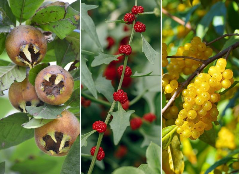 Rzadkie krzewy owocowe