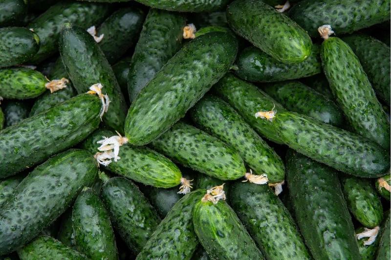 Siew ogórków gruntowych