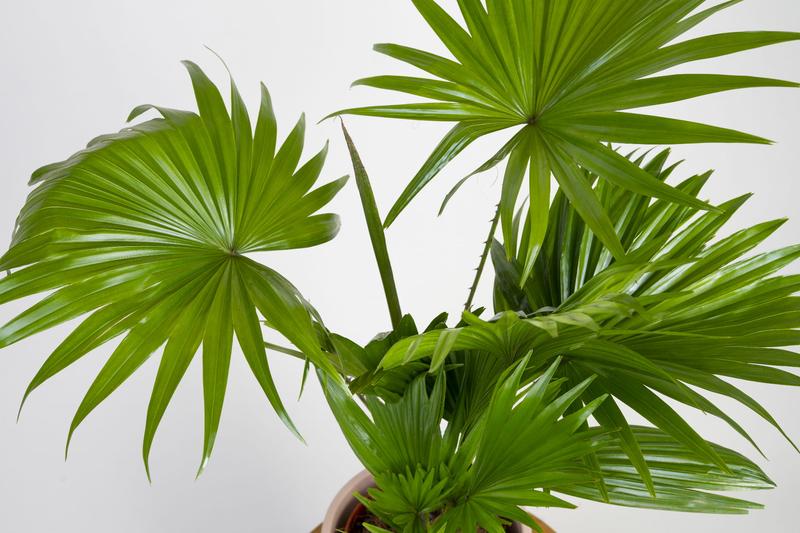 Toksyczność palmy liwistona