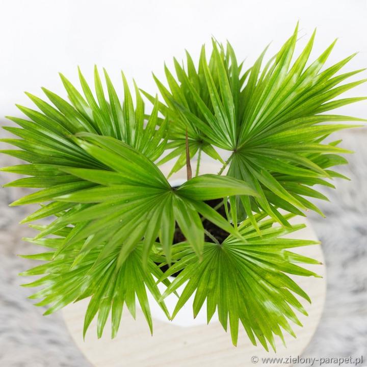 Wymagania palmy liwistona