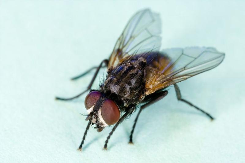 Zapobieganie gniazdom much