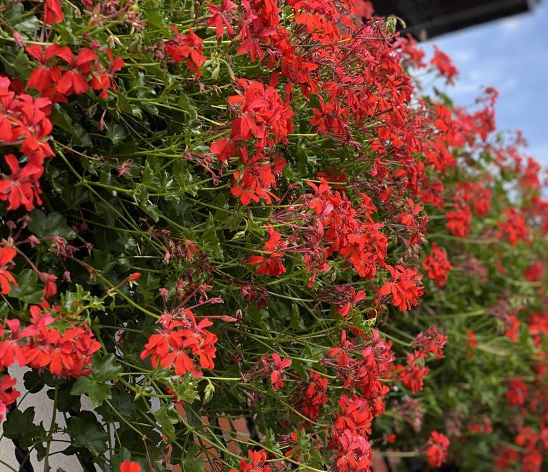 Zimowanie pelargonii