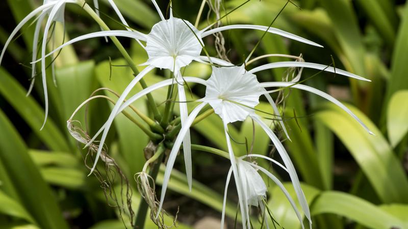 Odkryj Rzadkie i Nietypowe Gatunki Krzewów Owocowych do Twojego Ogrodu