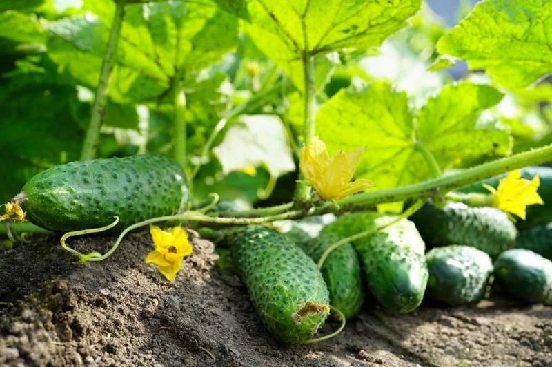 Optymalne terminy siewu ogórków gruntowych – kiedy warto je zasadzić?