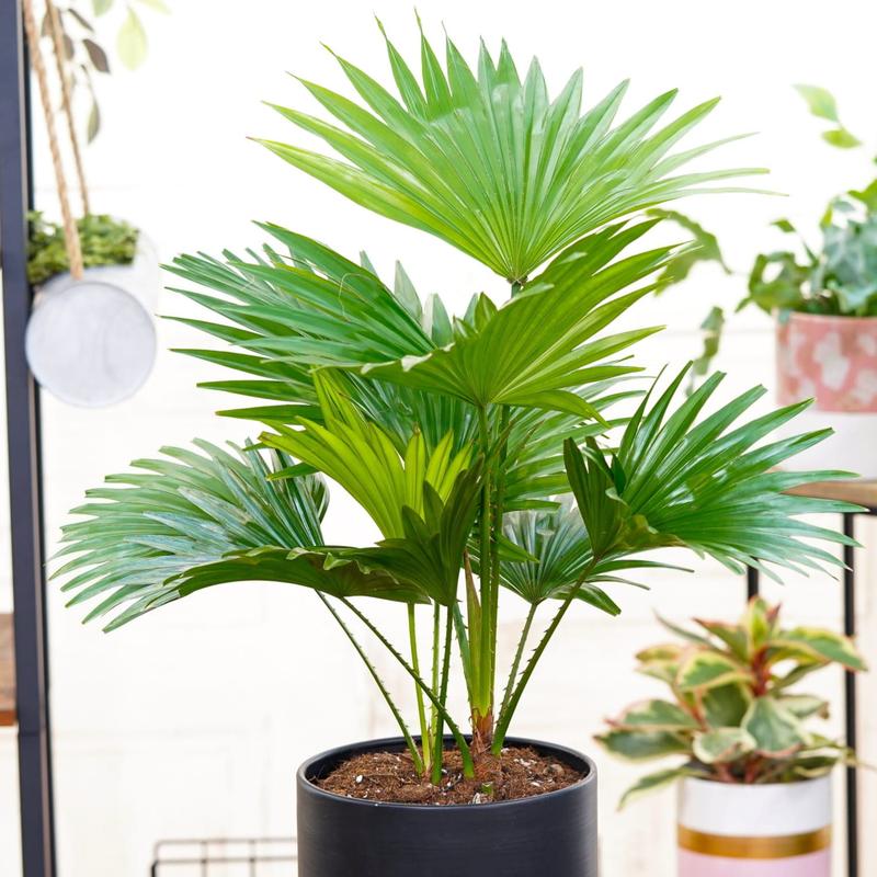 Palma liwistona – wymagania, pielęgnacja i prawda o jej toksyczności