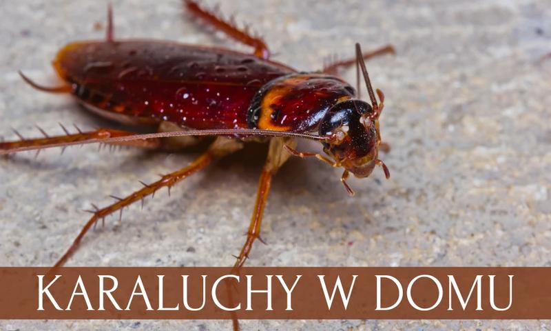 Skuteczne metody na karaluchy i prusaki: 10 sprawdzonych sposobów na pozbycie się ich z domu
