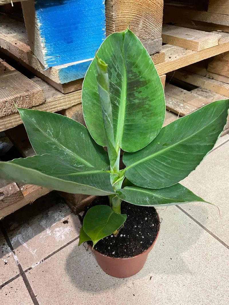 Bananowiec w doniczce