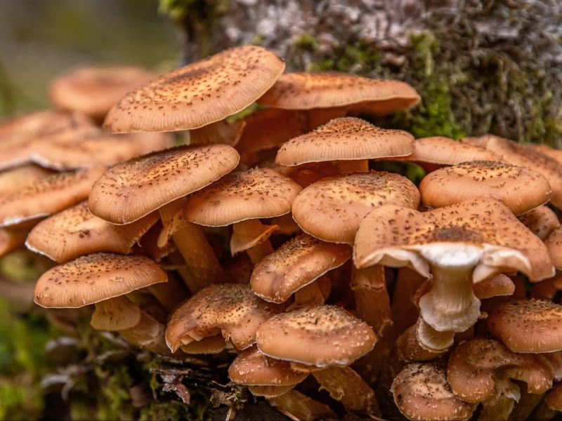 Bezpieczeństwo spożycia grzybów