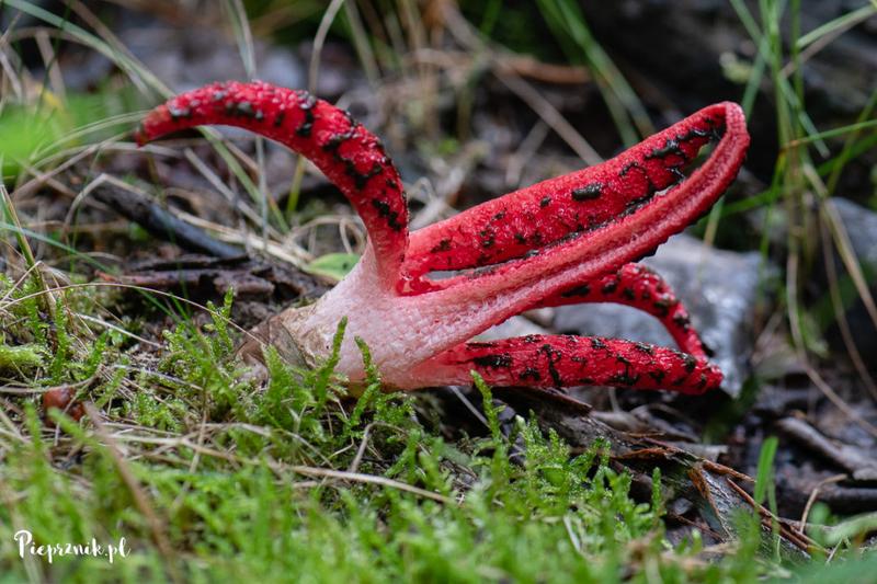 Bezpieczeństwo spożycia okratka