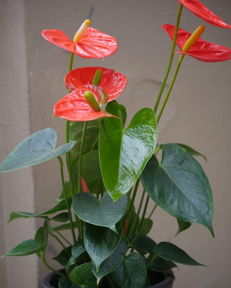 Błędy w pielęgnacji roślin