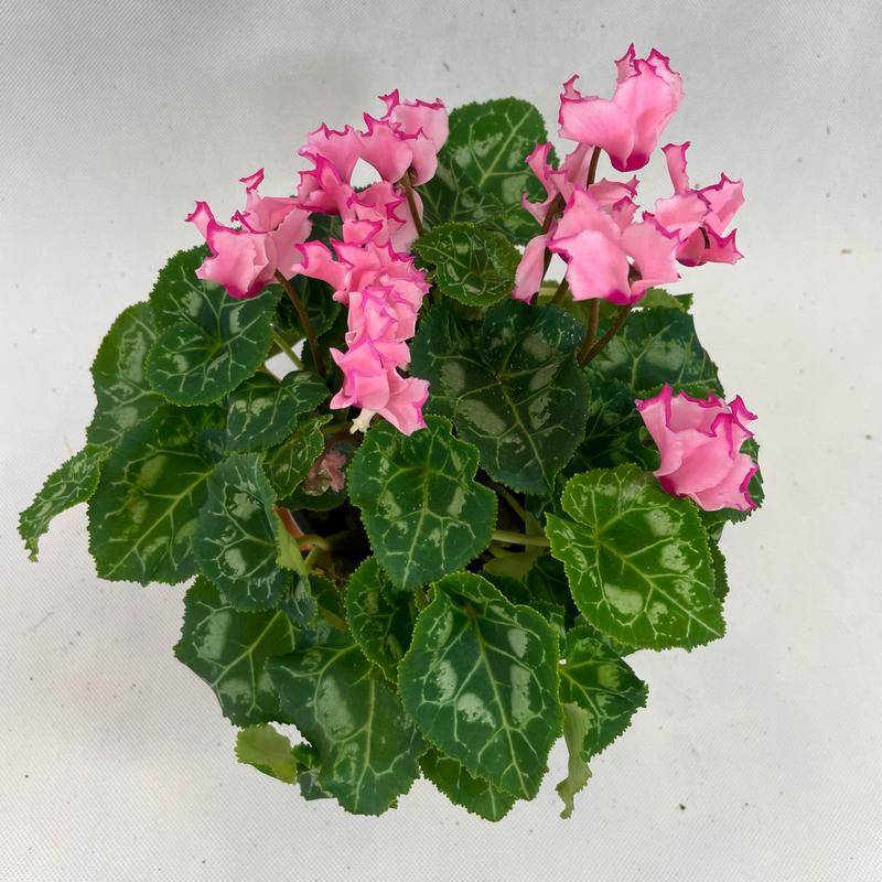 Choroby i szkodniki cyklamenu