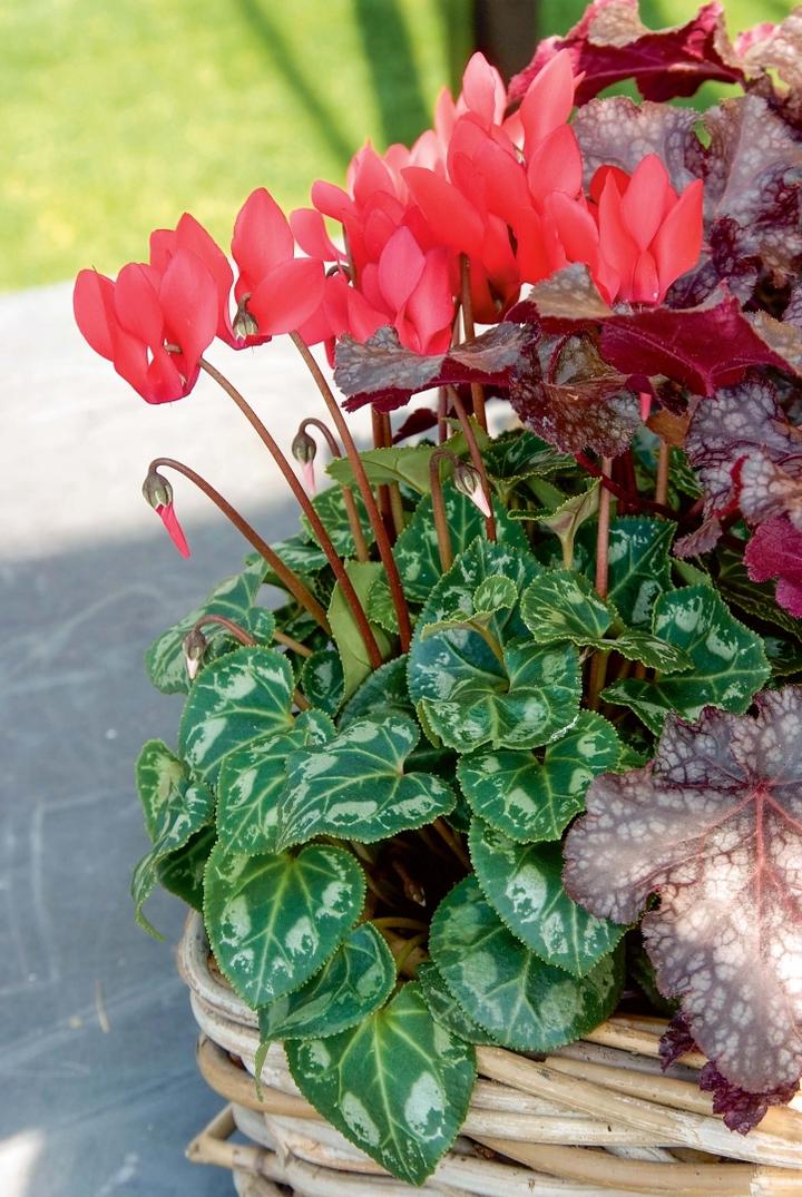 Cyklamen perski pielęgnacja