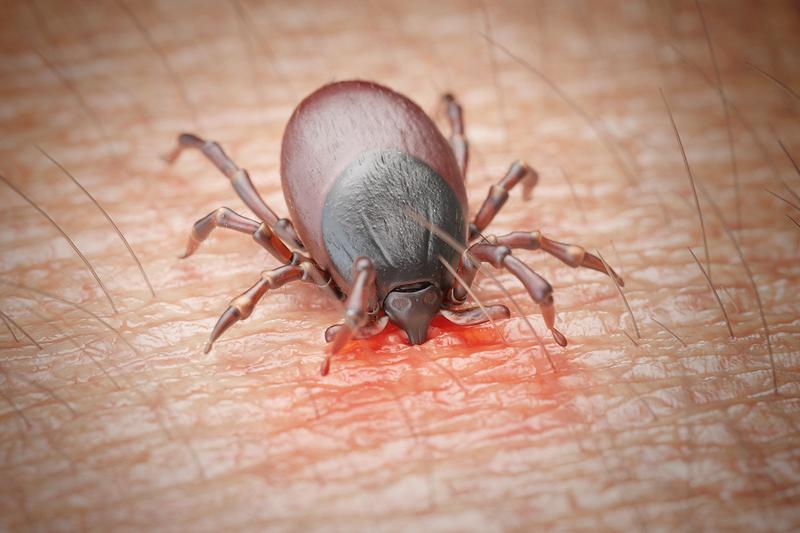 Naturalne repelenty na kleszcze