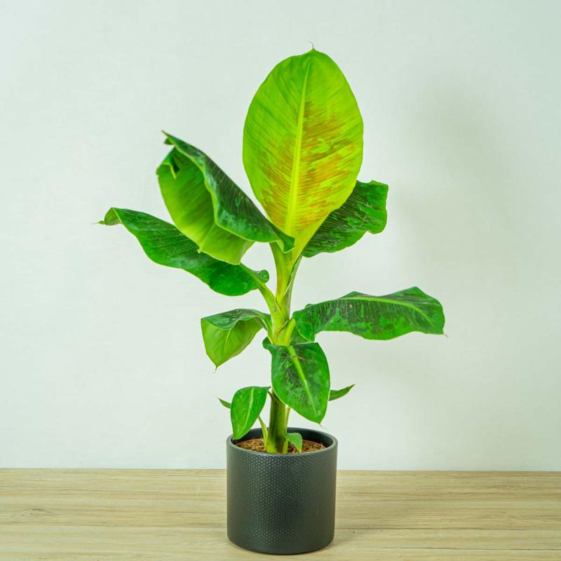 Nawadnianie i nawożenie bananowca