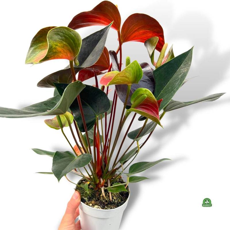 Pielęgnacja anturium