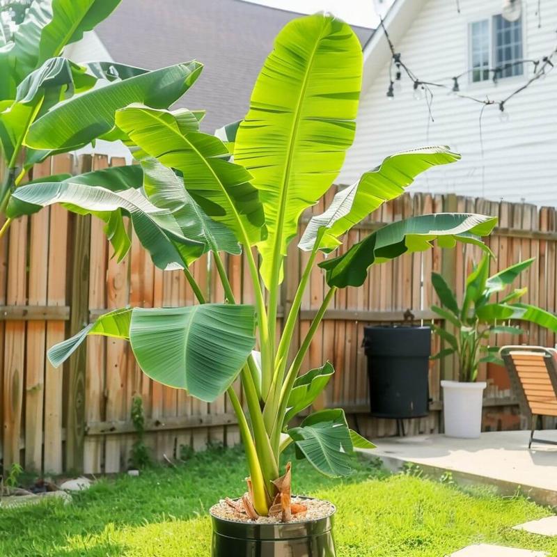 Pielęgnacja bananowca