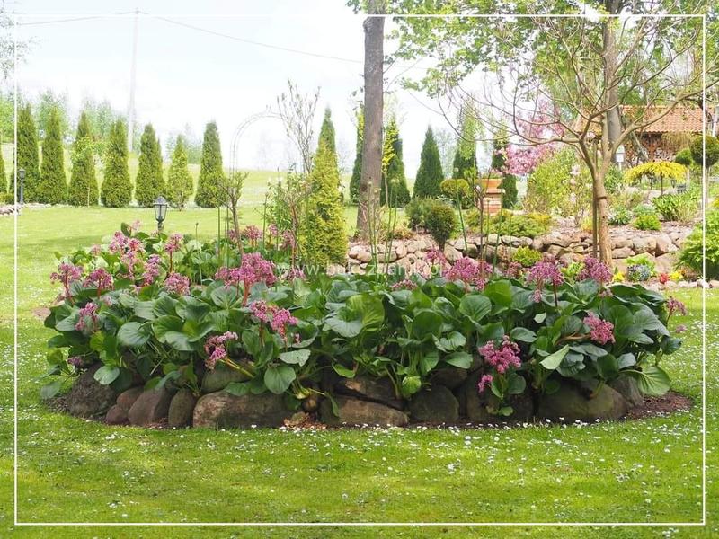 Pielęgnacja bylin kwitnących