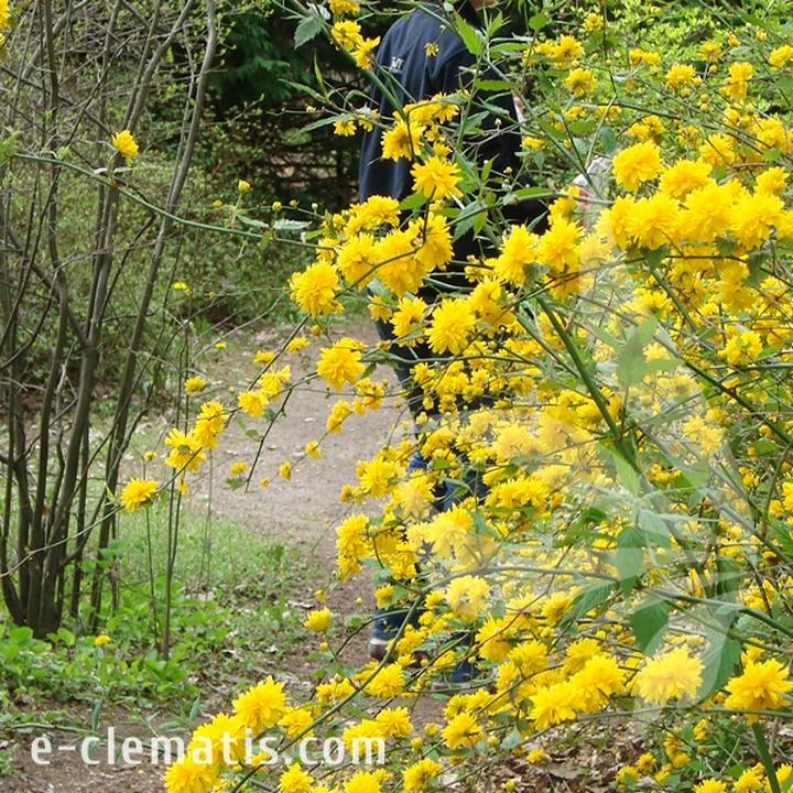 Pielęgnacja złotlinu japońskiego