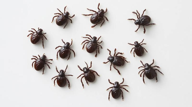 Profilaktyka przeciw kleszczom