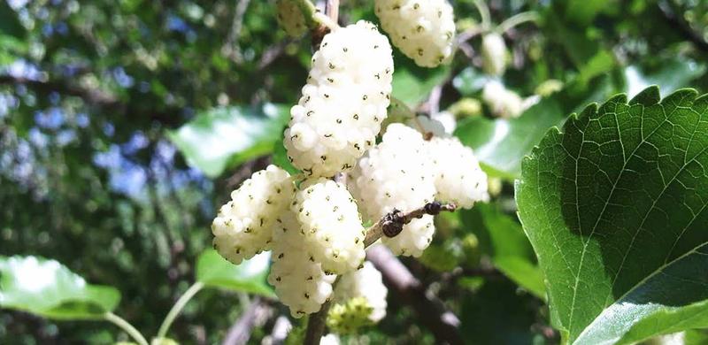 Przycinanie drzew owocowych