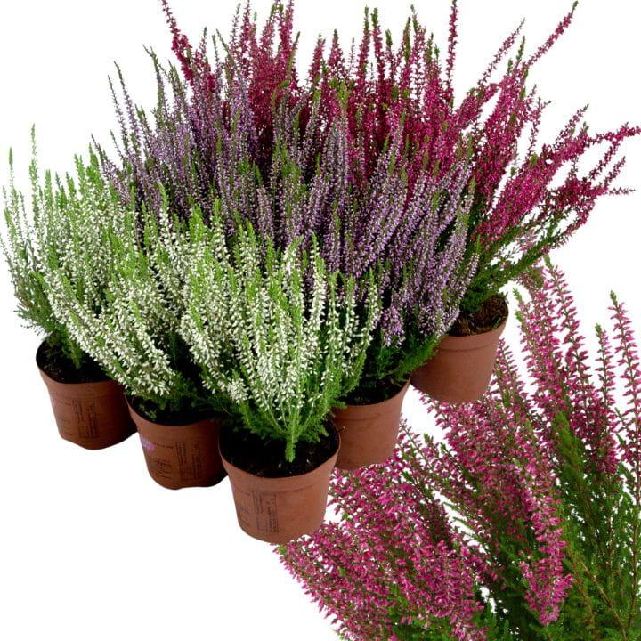 Przycinanie wrzosców