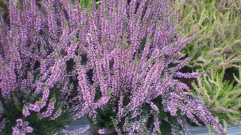 Przycinanie wrzosów