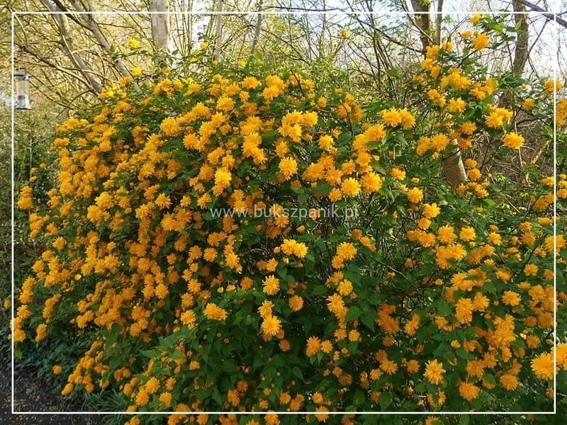 Przycinanie złotlinu japońskiego