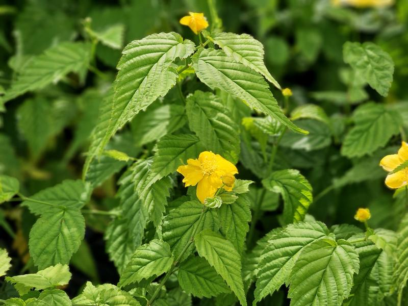 Rozmnażanie złotlinu