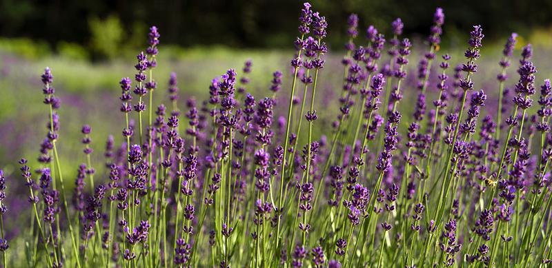 Techniki przycinania wrzosów