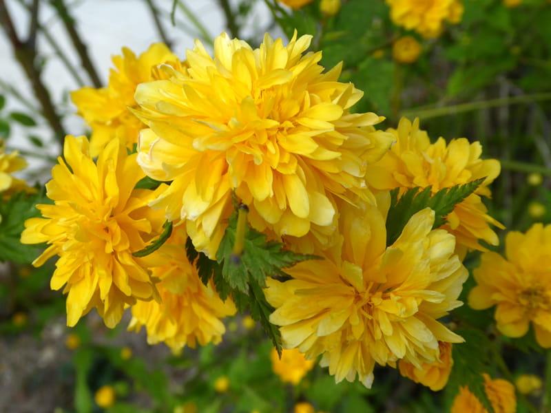 Uprawa Kerria japonica