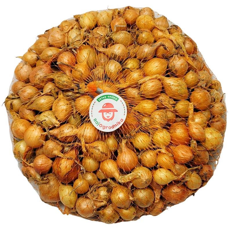 Uprawa cebul w ogrodzie