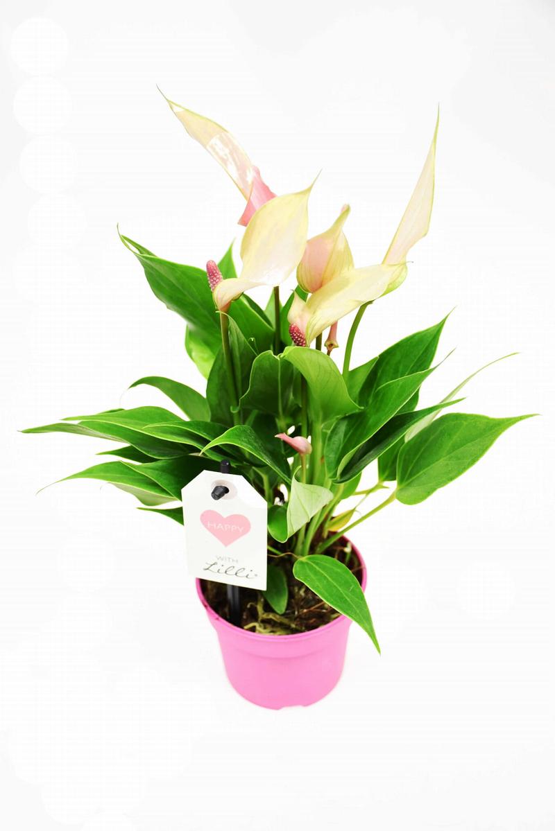 Wzrost anturium w domu