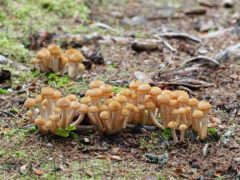 Zastosowanie opieniek w kuchni