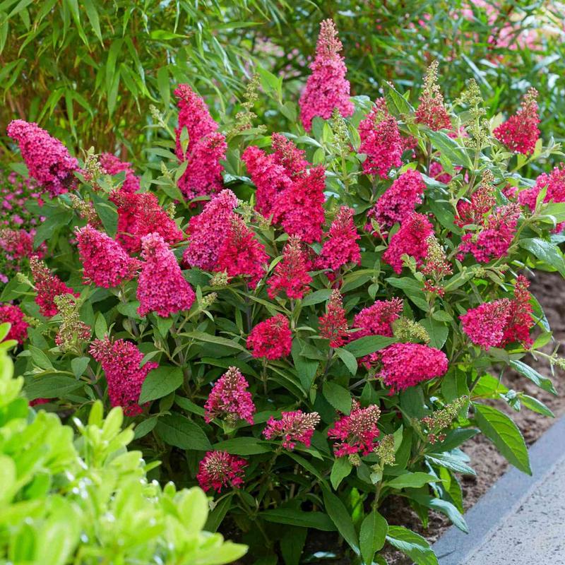 Jak harmonijnie łączyć budleję z innymi roślinami w pięknych aranżacjach ogrodowych