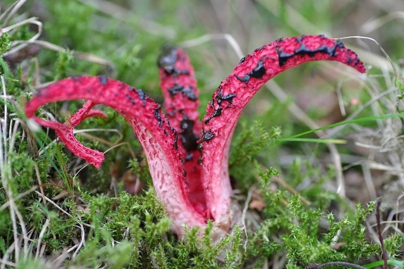 Palce diabła: Okratek australijski – Gdzie rośnie i czy można go jeść?